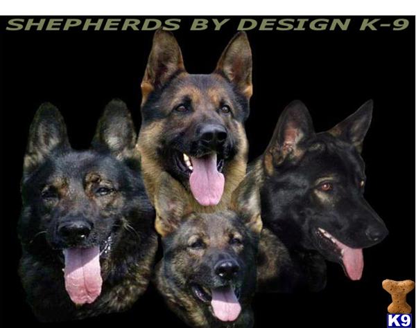 shepherds by design Picture 1